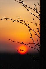 Young branches with buds open at sunset 