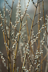 Willow blossomed. Spring came. Sunny day 