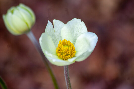 zawilec wielokwiatowy Anemone Sylvestris