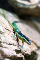 Lizard