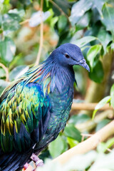 Close up of colorful bird with blue feathers