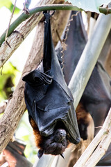 Fruit bat or flying fox hanging from a tree