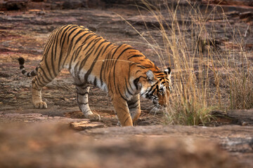 Fototapeta na wymiar Tigress on move at Ranthambore Tiger Reserve, India