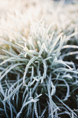 frost on grass and the morning sun 