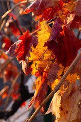 Red-yellow vine leaves on a sunny day in the autumn garden