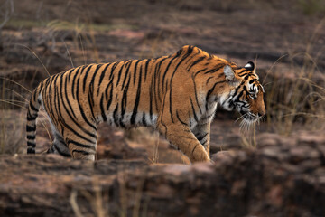 Fototapeta na wymiar Tigress at Ranthambore Tiger Reserve, India