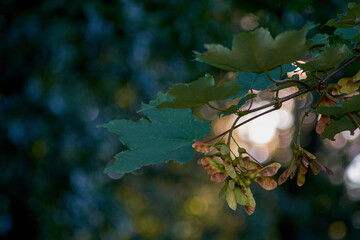 Maple tree in spotlight