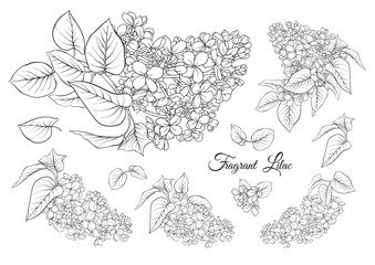 Lilac flower set in botanical classical drawing. Vector illustration. Isolated on white background.