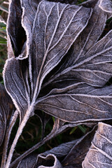 Gray dry leaves with veins covered with frost background close up 