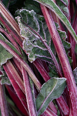 Purple stems of rhubarb with green leaves covered with first frost