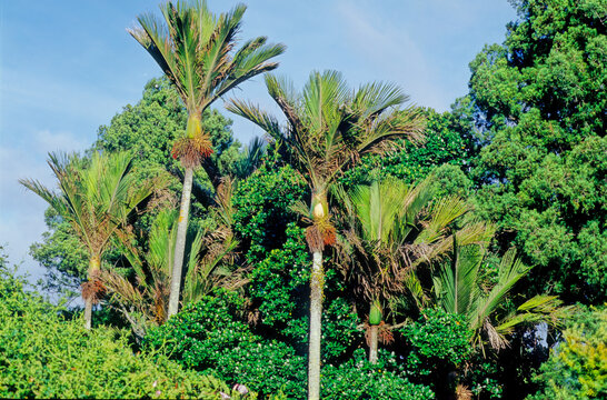 Rhopalostylis sapida