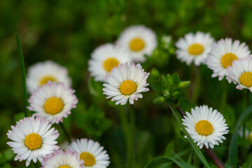 Fototapeta premium Group of Bellis perennis grow on green field.Springtime of full flowering white common daisies.Photography in natural light.