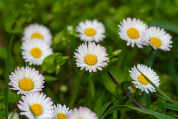 Obraz na płótnie Canvas Group of Bellis perennis grow on green field.Springtime of full flowering white common daisies.Photography in natural light.