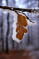 autumn leaves in the snow