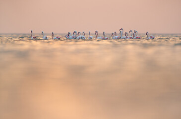 Greater Flamingos wading in the early morning hours at Asker coast, Bahrain