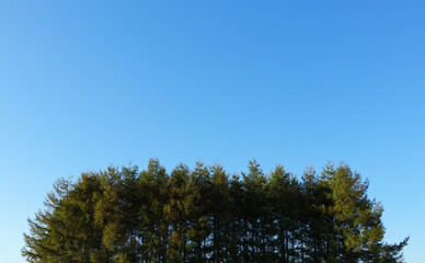 trees in the blue sky