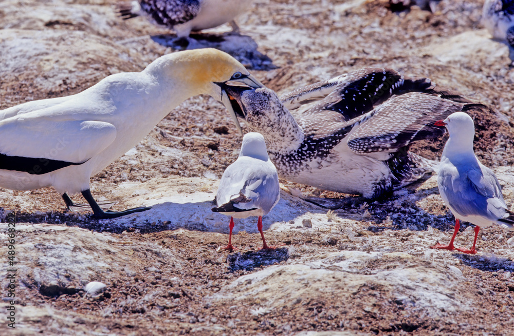 Poster Australasian gannet