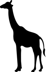 Giraffe icon. Simple vector giraffe illustration..eps