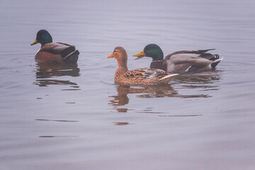 Enten auf einem See im Nebel