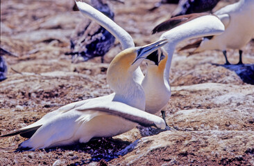 Australasian gannet