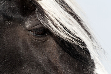 Closeup of horse showing its beautiful eye with white hair above
