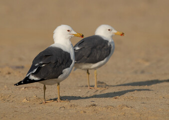 A pair of Lesser Black-backed Gull at Busaiteen coast, Bahrain