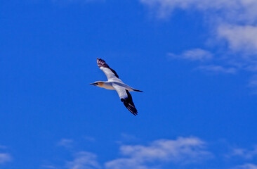 Obraz premium Australasian gannet
