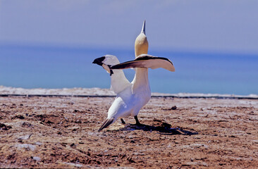 Fototapeta na wymiar Australasian gannet