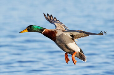 Drake mallard about to land on the water