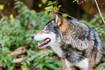 Naklejka na ściany i meble Grey wolf in a forest habitat