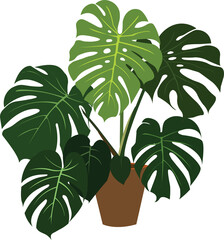 monstera tree in a pot isolated white background © ahmad laksono