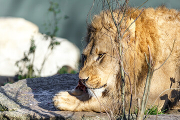 Lion lying resting on a rock in the sun