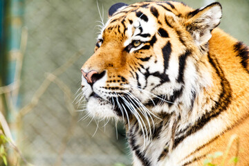 Portrait of a tiger