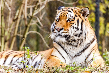 Portrait of a tiger