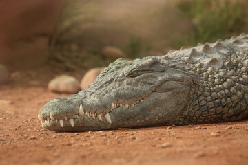 a close-up photo of a crocodile. Reptile and predator