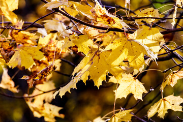 Leaf on a tree