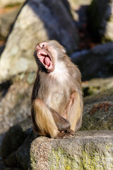 Hamadryas Baboon (Papio hamadryas)