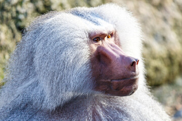 Hamadryas Baboon (Papio hamadryas)