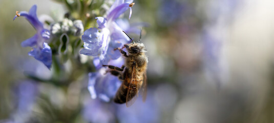 Honey bee on rosemary flower. Honeybee collect nectar from blue purple blossom, close up view
