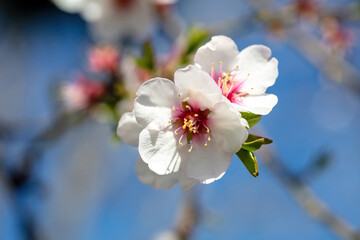 Spring blossom. Almond tree bloom orchard tree flower. blue sky background, close up view.