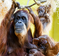 Orangutan Orang Utan