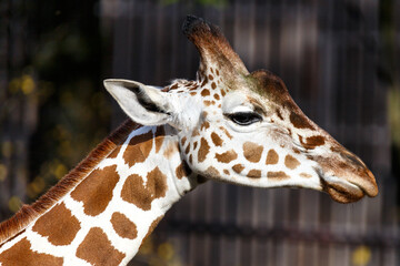 Close up head portrait of a giraffe