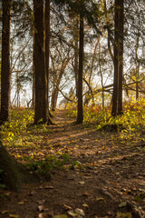 autumn in the forest