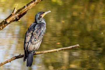 Cormorant perched on a branch above water