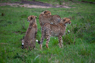 three young cheetahs waiting for their mum