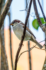 Sparrow on the twig