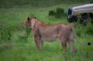 Obraz premium female lion roaming around