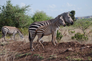 Zebra mum with offspring