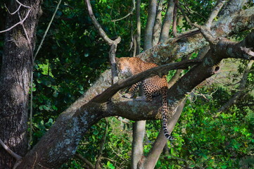 Wild leopard sitting on tree