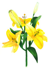 Obraz premium Yellow Lily isolated on white Background
